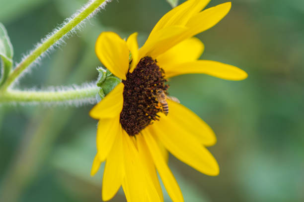 A close-up image of a bright yellow sunflower, with a honeybee gathering nectar from its center. The detailed texture of the sunflower's petals contrasts beautifully with the soft blur of the green background, highlighting the bee's vital role in pollination.