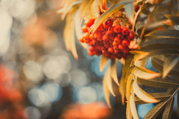 A bunch of ripe red rowan berries on a leafless tree in a snowless winter against a blue sky.