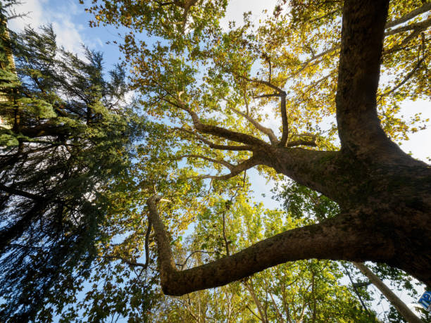 istock Trees in October along corso Sempione, Milan, Italy 2180227336