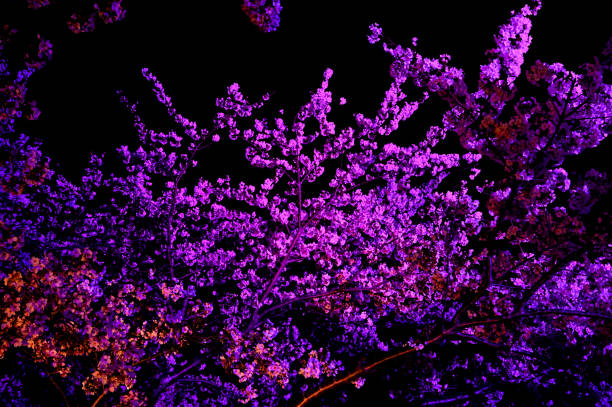 istock Pink cherry blossoms shining in the night sky 2180227909