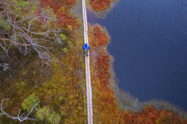 a man in a blue jacket walks along a path among the swamps