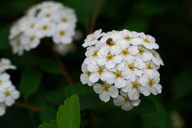istock some flowers in spring in Chile 2180229650