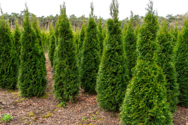 istock A plantation of young conifer trees 2180230869