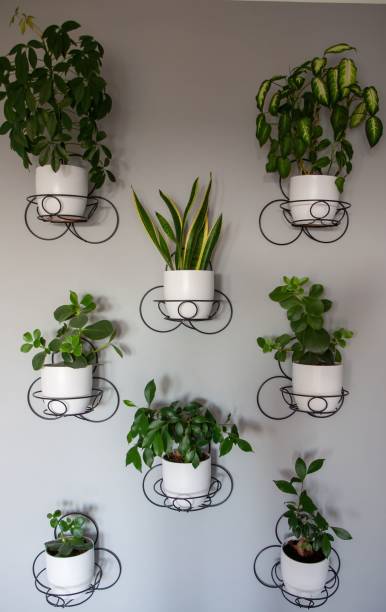 istock Wall decor with various indoor plants in white pots on metal holders 2180232091