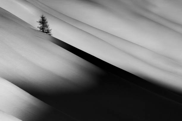 one tree in a snowfield on a slope with shadows