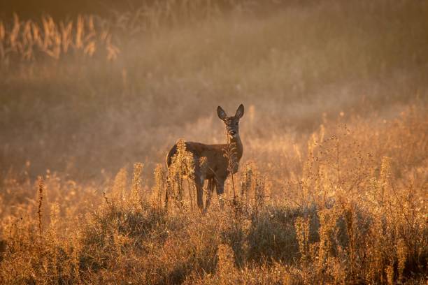istock Deer stands amidst golden fields during sunrise, creating a serene wildlife scene 2180232734