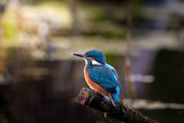 istock Vibrant kingfisher perched on a branch over a serene pond 2180232779