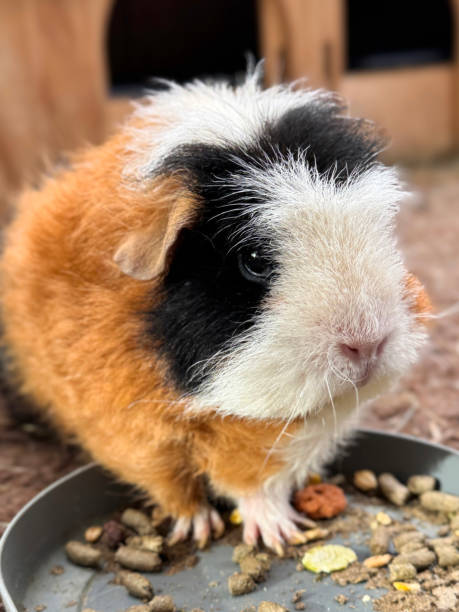 istock Close-up image female, ginger, black and white, dense, soft, short haired Teddy guinea pig (Cavia porcellus), tricoloured cavy, eating dry pet food from plastic tray, indoor pet enclosure, brown fleece vet bedding, looking at camera, focus on foreground 2180233960