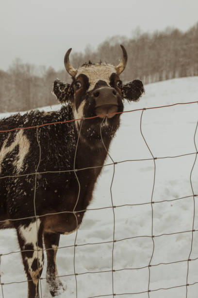 istock A petting zoo Christmas 2180234465