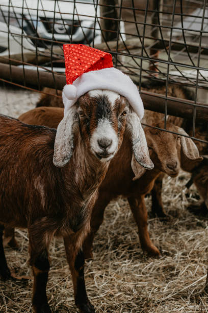 istock A petting zoo Christmas 2180234522