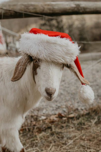 A goat wearing a Santa hat