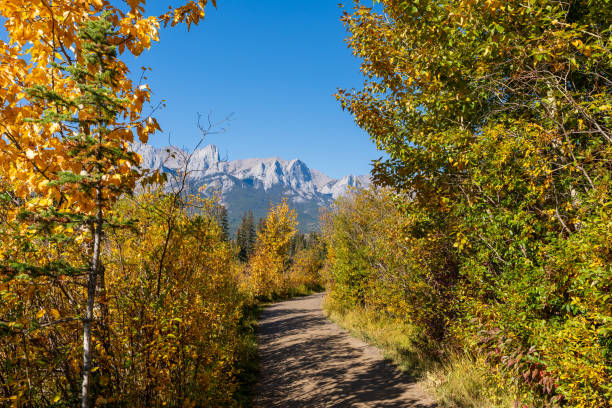 istock A trail through a forest with a mountain in background in autumn sunny day. Spring Creek Boardwalk. Canmore, Alberta, Canada. 2180235192