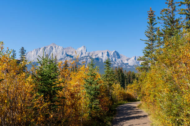 istock A trail through a forest with a mountain in background in autumn sunny day. Spring Creek Boardwalk. Canmore, Alberta, Canada. 2180235197