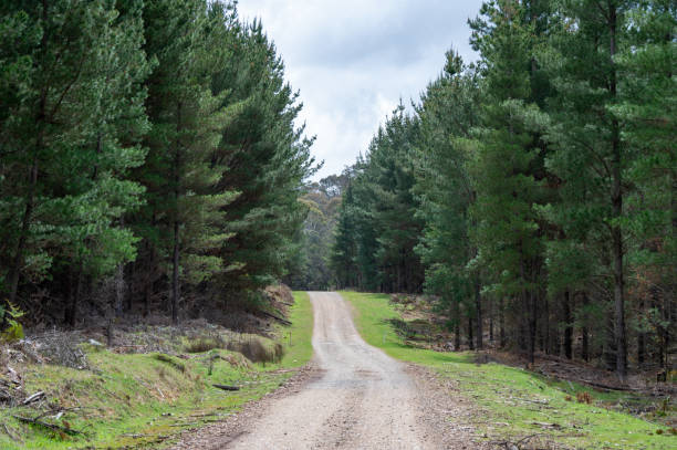 istock Roads through Pine Plantations in North East Victoria 2180237414