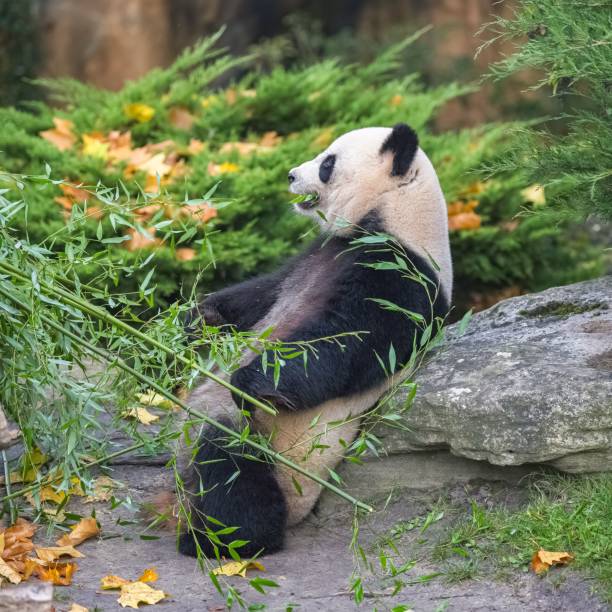 A giant panda eating bamboo in the grass in autumn