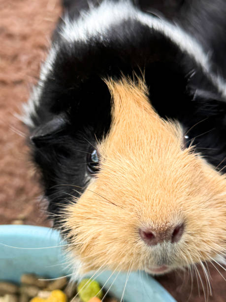 istock Full frame image female, beige, black, white, Abyssinian guinea pig (Cavia porcellus), medium length hair with rosettes, tricoloured cavy, china pet bowl of dry food, indoor pet enclosure, brown fleece vet bedding, looking at camera, focus on foreground 2180238314