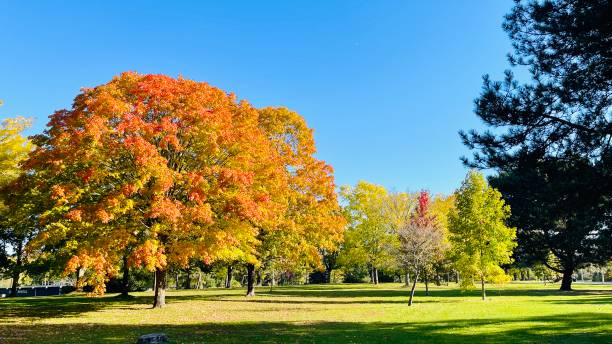 istock Indian summer at Toronto island October 2024 2180238612