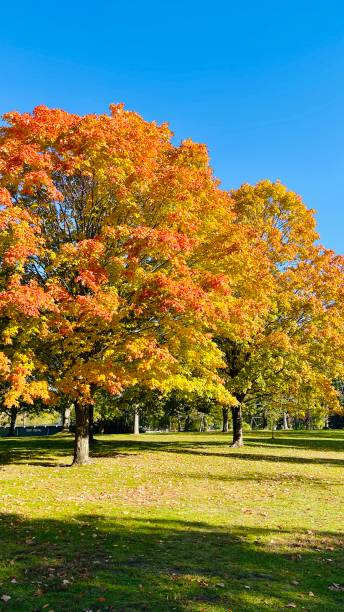 istock Indian summer at Toronto island October 2024 2180238658