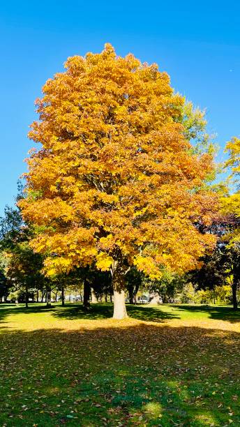 istock Indian summer at Toronto island October 2024 2180238683