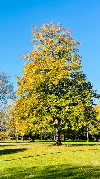 istock Indian summer at Toronto island October 2024 2180239014