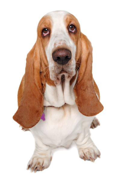 istock Sad Basset Hound  dog on a white background 2180239424