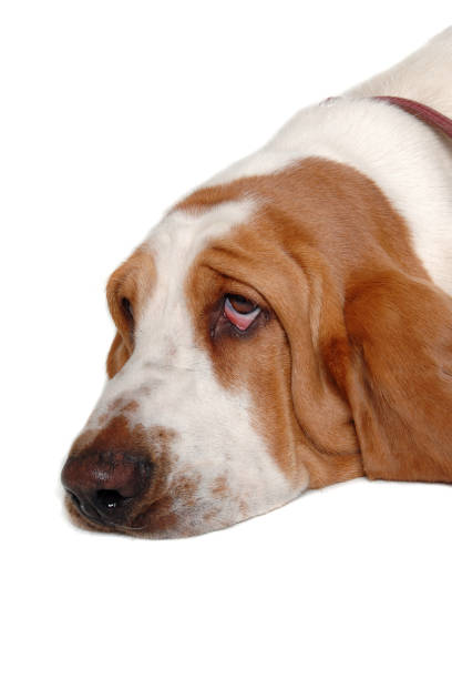 Basset hound puppy looking up