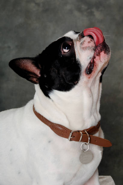 istock French Bulldog  dog 2180239570