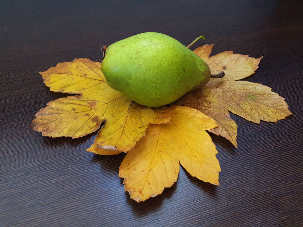 An appetizing pear lies on yellow maple slices on a wooden surface, delicious fruit