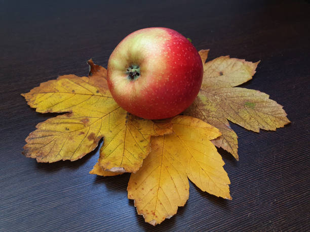 istock An appetizing apple lies on yellow maple leaves on a wooden surface 2180240303