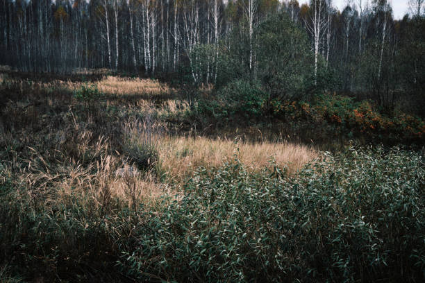 Overgrown forest edge in dull October day