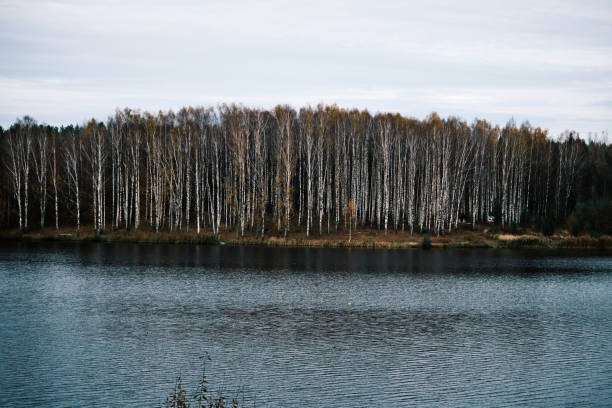 Catspawed water surface of big lake in autumn dorest under cloudy sky