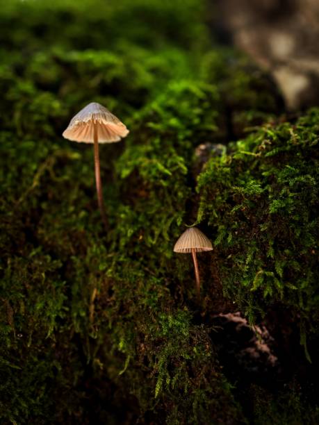 istock Mushrooms on lush green moss 2180243689