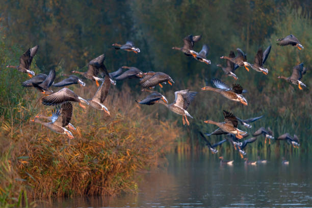istock A large group of Greylag Goose (Anser anser) and Greater White-fronted Goose (Anser albifrons) taking off from water. 2180247857