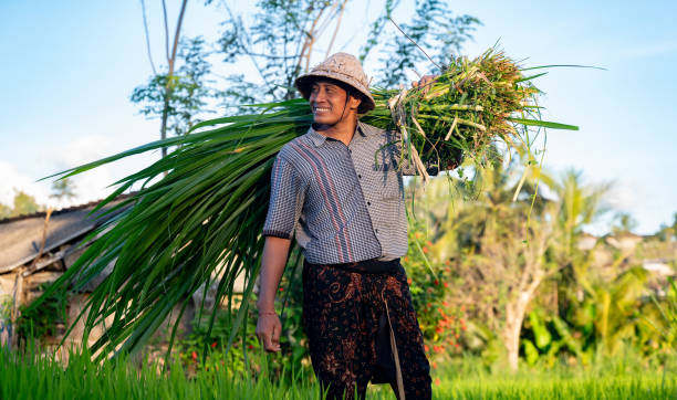 istock Asian farmer working in a rice field and carrying grass 2180248083