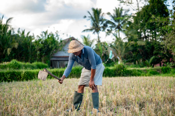 Asian farmer plowing a field while working at rice plantation - agriculture concepts