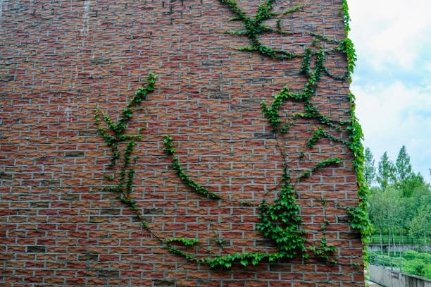 Background of green ivy on a red brick wall
