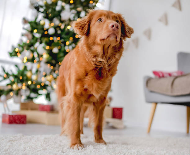 istock Toller retriever in Christmas time 2180248693