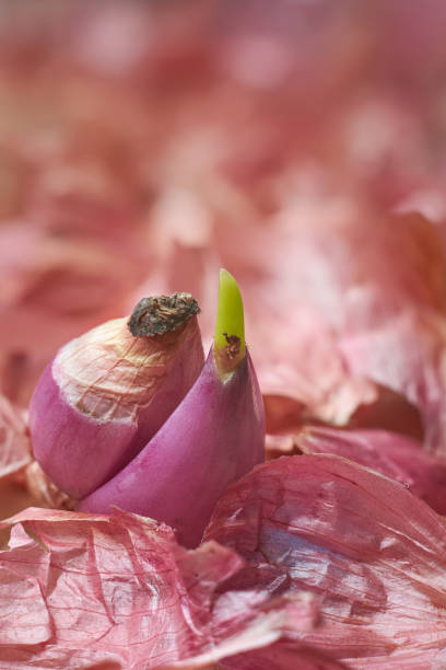 close-up of sprouting shallots or small red onion, grow new green shoots from bulb selective focus with blurry background and copy space
