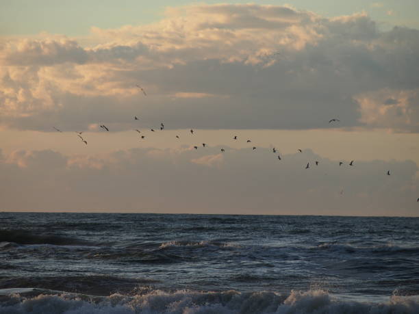 istock Birds flying over the Baltic Sea 2180248992
