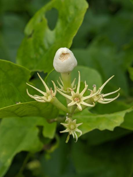 istock Selective focus of a white flower bud known as Arabian jasmine 2180249089