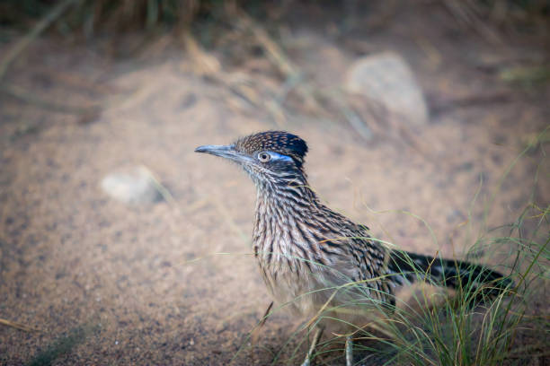 istock Alert roadrunner in portrait 2180249186