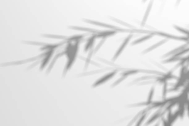 istock Willow branch shadow. Tree leaves shadow overlay. Sunlight trough the leaves. Nature organic shadow. Blurred Leaf shadow and light on wall background. 3d rendering 2180252666