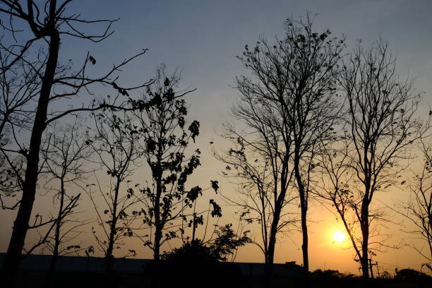 twilight and deciduous teak trees. teak tree shadows form a black silhouette.
