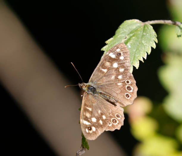 Pararge aegaria is a common resident in the Netherlands. There is a strong increase in numbers since 1992. Habitat: The species is found in woodland habitats, such as woodland edges, along woodland rides, in coppices an on scrubs, but also in gardens and parks.Food plants: Several species of grass serve as larval food plant.Flying Season: Speckled Wood flies in two or three generations from mid-April until the end of September and hibernates as pupa or as a half-grown caterpillar.This is a common Species in the described Habitats in the Netherlands