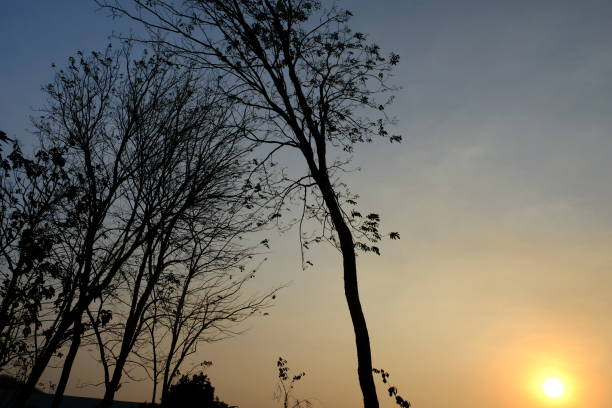 twilight and deciduous teak trees. teak tree shadows form a black silhouette.