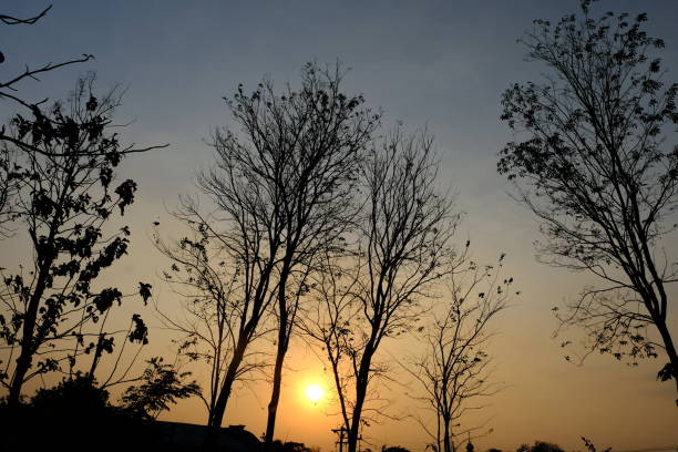 Leafless trees back lit, sunset background. Ribeira,  Barbanza , ría de Arousa, A Coruña province, Galicia, Spain.
