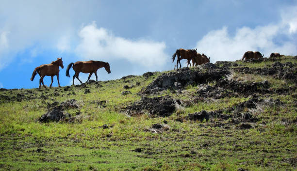 A  group of wild horses walk on the foundation of an ancient stone house on Easter Island