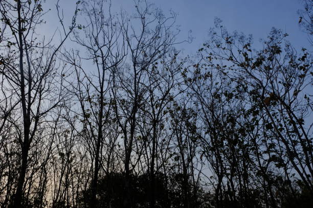 twilight and deciduous teak trees. teak tree shadows form a black silhouette.