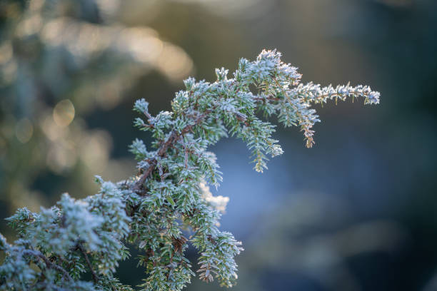Frost covered juniper (Juniperus communis) branch against defocused background. Winter. Winter weather. Soft focus.