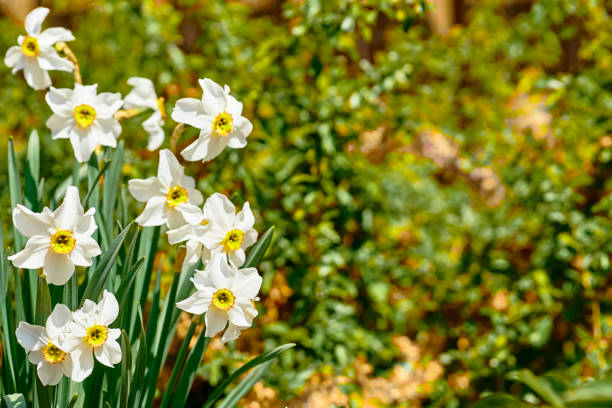 a bulbous plant that typically bears bright yellow flowers with a long trumpet shaped center corona